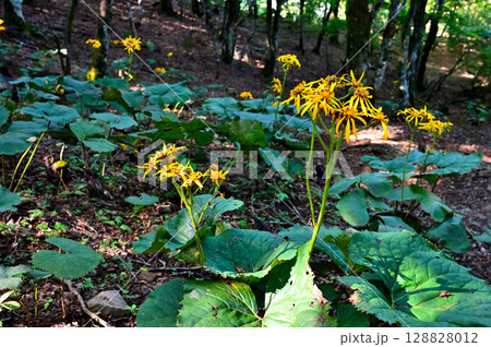 御坂山地の黒岳 森に咲くマルバダケブキの花 御坂山地の黒岳 森に咲くマルバダケブキの花 128828012