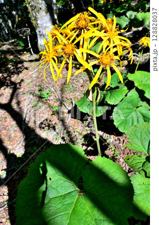 御坂山地の黒岳 キク科 マルバダケブキ 御坂山地の黒岳 キク科 マルバダケブキ 128828037