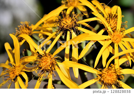 御坂山地の黒岳 キク科 マルバダケブキの黄色の花 御坂山地の黒岳 キク科 マルバダケブキの黄色の花 128828038