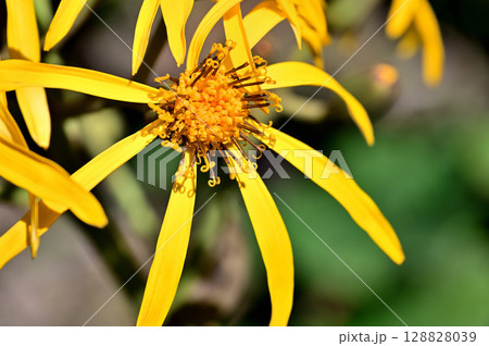 御坂山地の黒岳　キク科　マルバダケブキの黄色の花 128828039