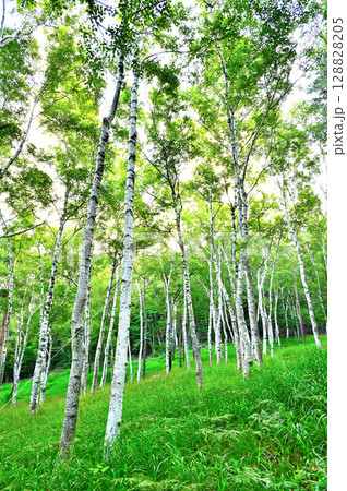山梨県笛吹市 御坂山地 夏のすずらん群生地の白樺林 山梨県笛吹市 御坂山地 夏のすずらん群生地の白樺林 128828205