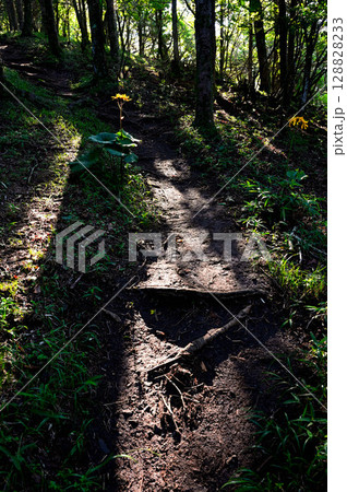 御坂山地の破風山　木漏れ日が山道に咲くマルバダケブキを照らす 128828233