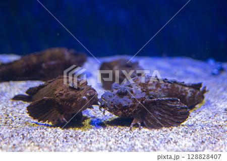 砂底に佇むオニオコゼたち 128828407