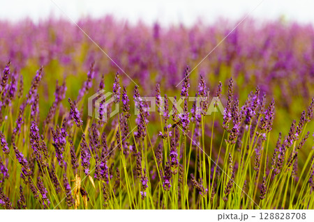 Lavender fields in bloom in Provence 128828708