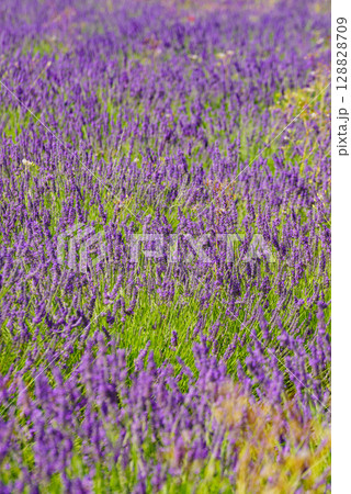 Lavender fields in bloom in Provence Lavender fields in bloom in Provence 128828709