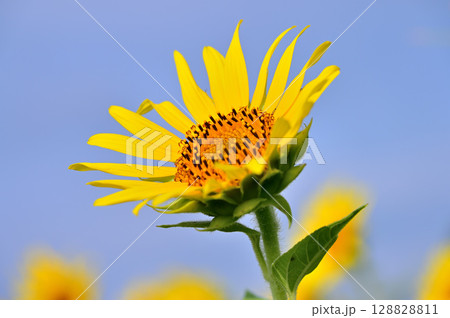 夏空を見上げるヒマワリ 128828811