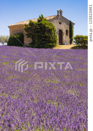 Lavender field and chapel at Entrevennes village, France Lavender field and chapel at Entrevennes village, France 128828861