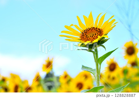 夏空を見上げるヒマワリ 128828887