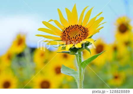 夏空を見上げるヒマワリ 128828889