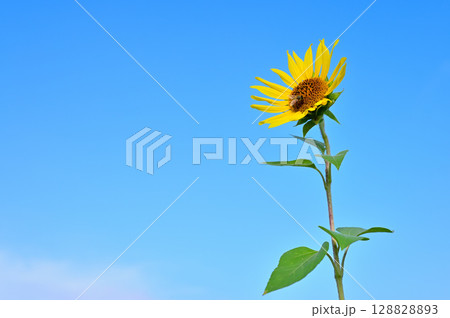 青空に咲く向日葵 コピースペース 青空に咲く向日葵 コピースペース 128828893