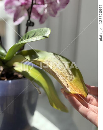 Faded neglected houseplants by the window after long absence. Dry orchid leaves and yellowing foliage. Indoor plant care problems and recovery after improper maintenance or vacation Faded neglected houseplants by the window after long absence. Dry orchid leaves and yellowing foliage. Indoor plant care problems and recovery after improper maintenance or vacation 128828943
