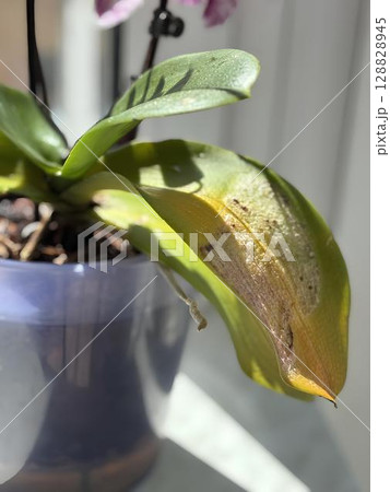 Faded neglected houseplants by the window after long absence. Dry orchid leaves and yellowing foliage. Indoor plant care problems and recovery after improper maintenance or vacation 128828945
