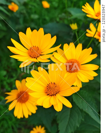 Vibrant yellow Heliopsis flowers in lush green foliage. plant of Asteraceae family. Vertical Vibrant yellow Heliopsis flowers in lush green foliage. plant of Asteraceae family. Vertical 128828947