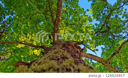 beautiful structure, texture of the tree bark. wild nature. virgin forest. close-up. oak tree in summer. capturing beauty of nature with its own eyes 128828957