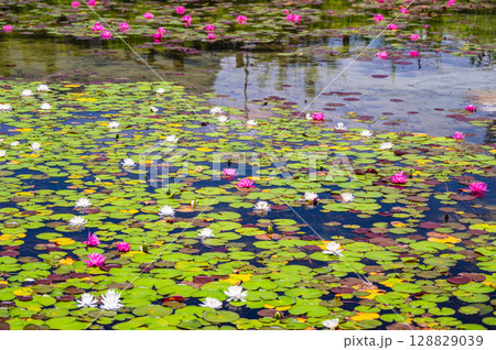 白とピンク色の花咲く睡蓮 128829039
