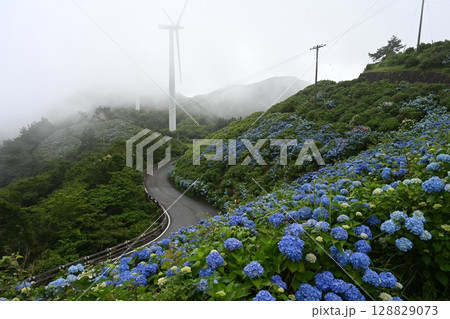 大川原高原あじさい2(徳島県名東郡佐那河内村) 大川原高原あじさい2(徳島県名東郡佐那河内村) 128829073