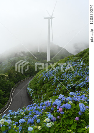 大川原高原あじさい3(徳島県名東郡佐那河内村) 大川原高原あじさい3(徳島県名東郡佐那河内村) 128829074