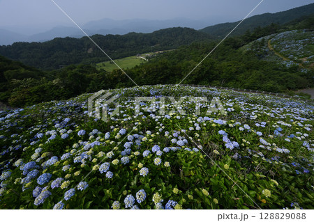 大川原高原あじさい8(徳島県名東郡佐那河内村) 大川原高原あじさい8(徳島県名東郡佐那河内村) 128829088