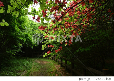 船窪つつじ公園4(徳島県吉野川市山川町) 船窪つつじ公園4(徳島県吉野川市山川町) 128829106