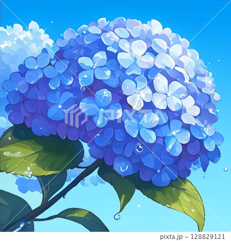 梅雨の晴れ間に咲く紫陽花の壁紙 128829121