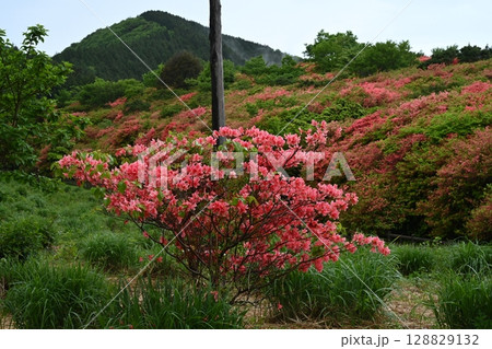 船窪つつじ公園1（徳島県吉野川市山川町） 128829132