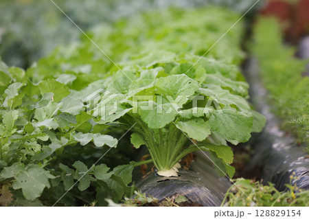 風に揺れる畑のカブ 128829154