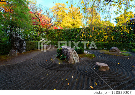 妙心寺退蔵院 陰陽の庭 妙心寺退蔵院 陰陽の庭 128829307