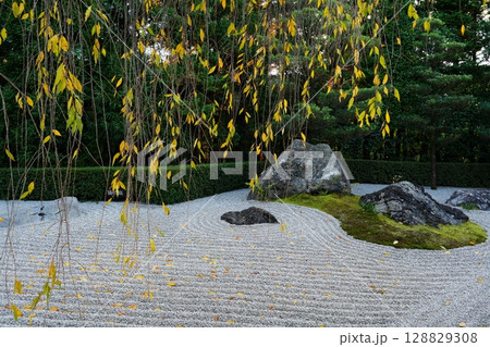 妙心寺退蔵院 陰陽の庭 妙心寺退蔵院 陰陽の庭 128829308