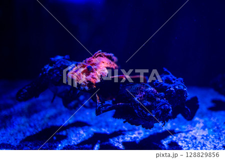 深い海に潜む奇妙な魚たち 128829856