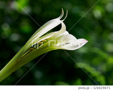 ウバユリの花から覗く雄蕊の葯 128829871