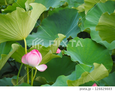 蓮の花 蓮の花 128829883