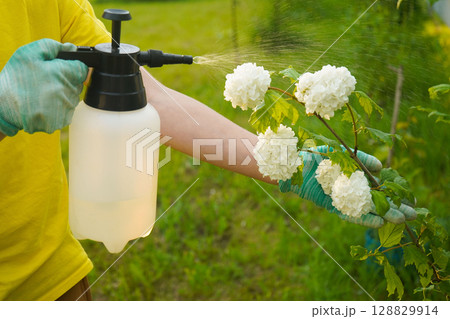 In a blooming garden, a person sprays a protective treatment, and viburnum leaves are damaged in a detailed shot. 128829914