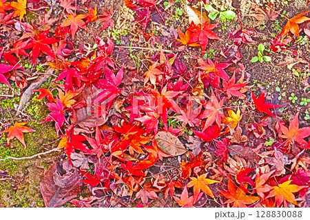 足元が紅いモミジの絨毯になった晩秋の光景 128830088