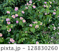 緑の葉に咲くランタナの群生 128830260