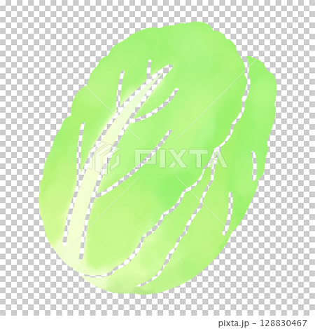 Simple Chinese cabbage illustration in watercolor style 128830467