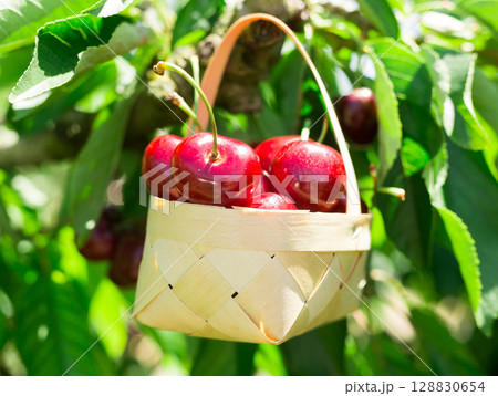 ripe juicy cherry berry in wicker basket on tree in cherry garden 128830654