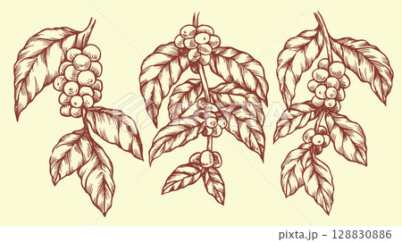 Set of branches with coffee fruits. Vector illustration in vintage sketch style Set of branches with coffee fruits. Vector illustration in vintage sketch style 128830886
