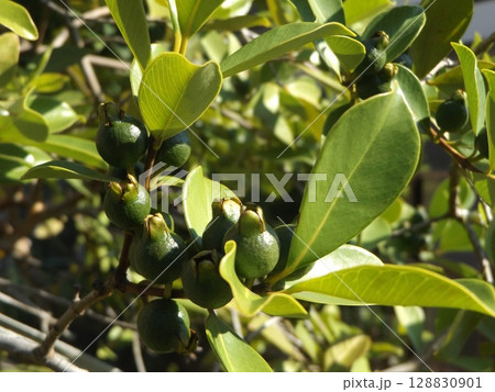 未だ未だ青いトロピカルフルーツヒメグァバの実 未だ未だ青いトロピカルフルーツヒメグァバの実 128830901