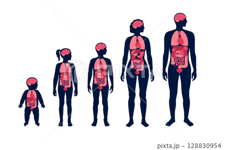 Internal organs in the human body 128830954