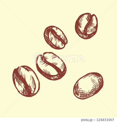 coffee beans vector illustration in vintage sketch style coffee beans vector illustration in vintage sketch style 128831007