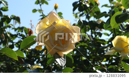 光に透ける花びら　クリーム色のバラ 128831095