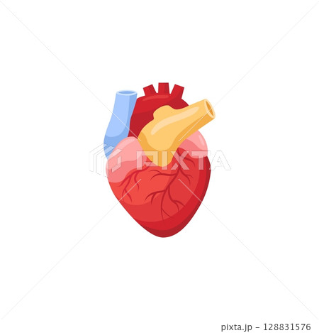 Anatomical heart diagram highlighting veins and arteries in vivid colors for educational use Anatomical heart diagram highlighting veins and arteries in vivid colors for educational use 128831576