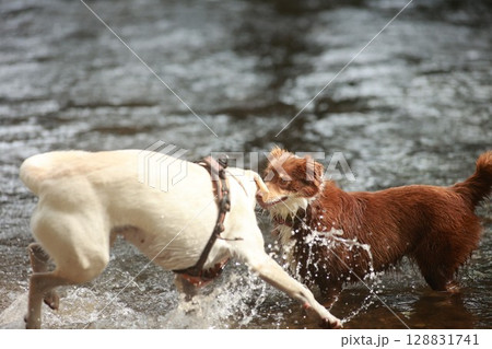 Two dogs are playing in a river, one is white and the other is brown Two dogs are playing in a river, one is white and the other is brown 128831741