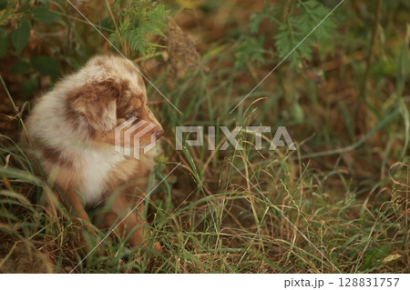 Brown and white dog is sitting in the grass Brown and white dog is sitting in the grass 128831757
