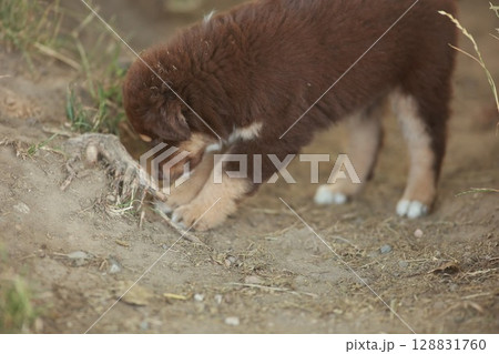 Brown puppy is digging in the dirt 128831760