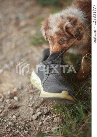 Dog is sniffing a shoe on the ground 128831777