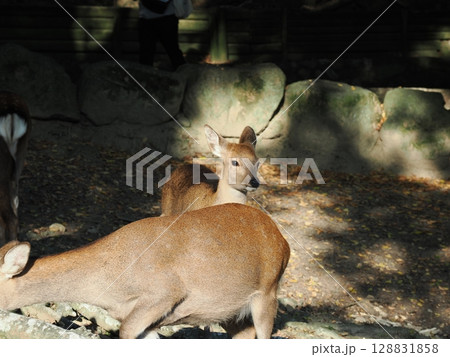 奈良公園の鹿 奈良公園の鹿 128831858