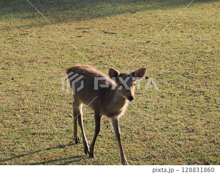 奈良公園の鹿 奈良公園の鹿 128831860