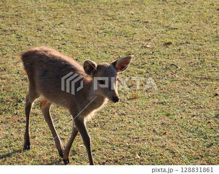 奈良公園の鹿 奈良公園の鹿 128831861