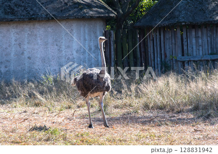 ダチョウのお散歩時間 128831942